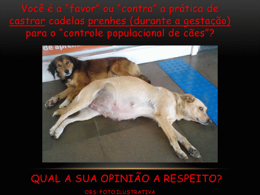 Você é a “favor” ou “contra” a prática de castrar cadelas prenhes (durante a gestação) para o “controle populacional de cães”?  Sua opinião é muito importante, participe!